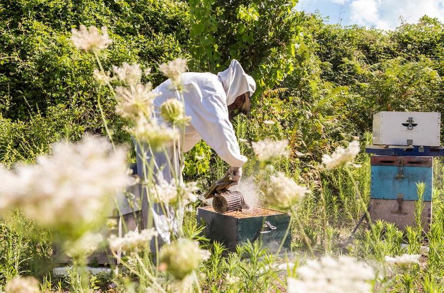 A beekeeper tending to the hives, using a smoker. Skillfully balancing smoke and care, ensuring the well-being of the bees and their precious honey.
